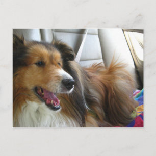 Cartão Postal Sheltie no carro