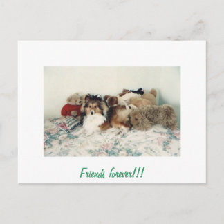 Cartão Postal Sheltie with Stuffed