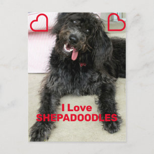 Cartão Postal Shepadoodle