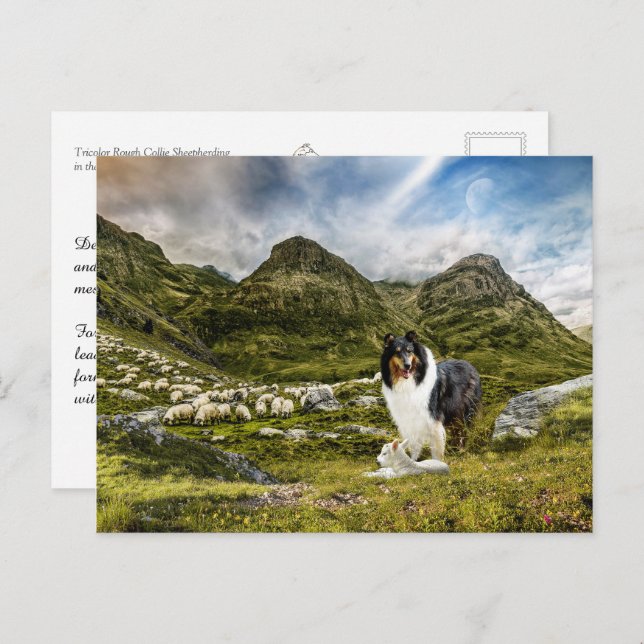 Cartão Postal Shepaherheretricolor Rough Collie - Coletor (Frente/Verso)