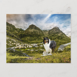 Cartão Postal Shepaherheretricolor Rough Collie - Coletor