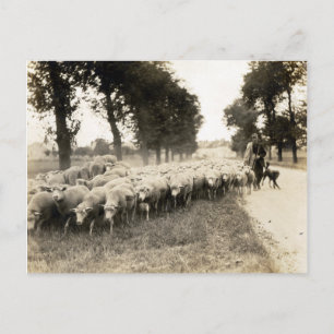 Cartão Postal Shepherd Francês 1921