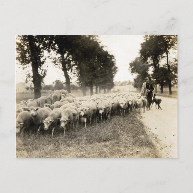 Cartão Postal Shepherd Francês 1921 (Frente)
