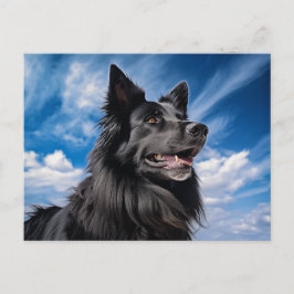 Cartão Postal Shepherd Groenendael belga