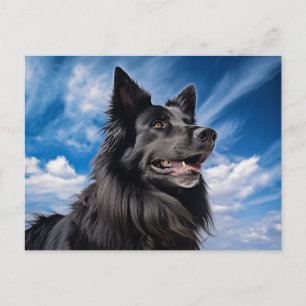 Cartão Postal Shepherd Groenendael belga