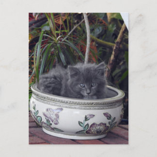 Cartão Postal Sherlock Potted