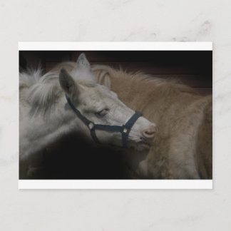 CARTÃO POSTAL SHETLAND AMIGOS 04