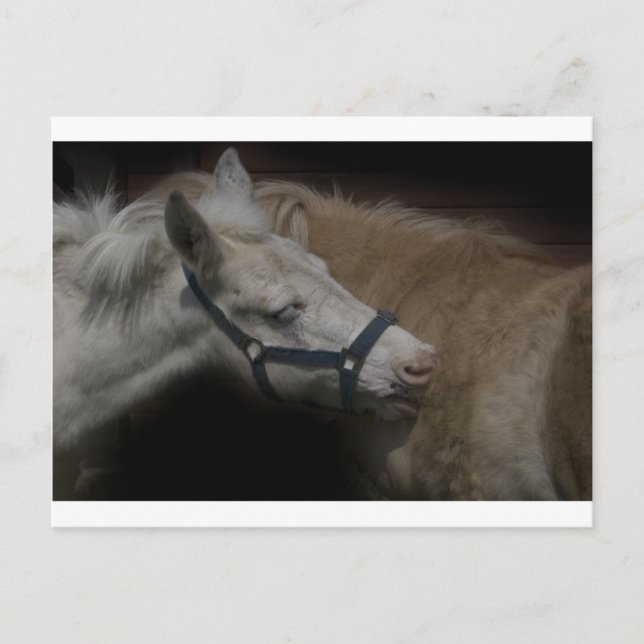 CARTÃO POSTAL SHETLAND AMIGOS 04 (Frente)