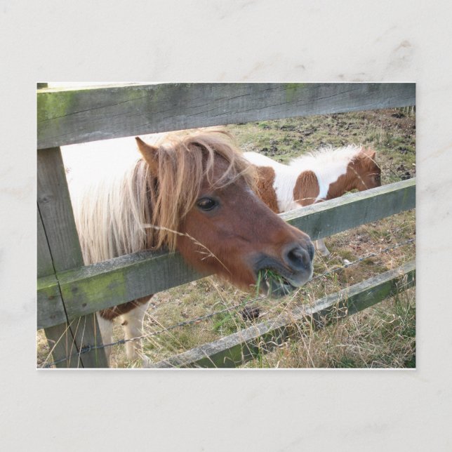 Cartão postal Shetland Pony (5019) (Frente)
