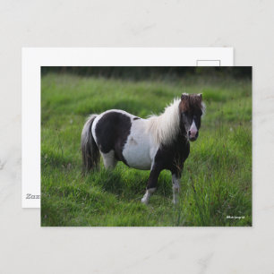 Cartão Postal Shetland Pony Stallion Em Grama