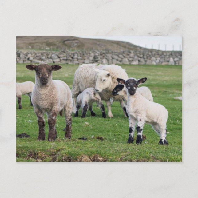 Cartão Postal Shetland Sheep (Frente)