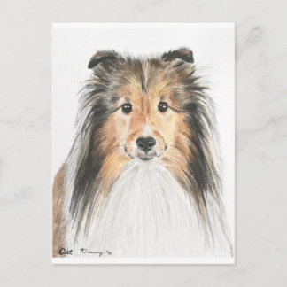 Cartão Postal Shetland Sheepdog