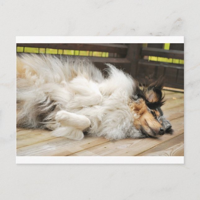 Cartão Postal Shetland Sheepdog (Frente)