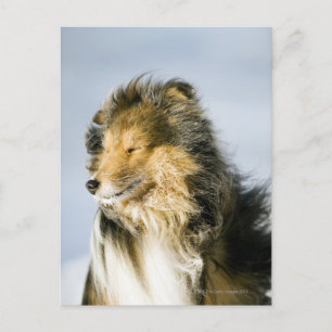 Cartão Postal Shetland Sheepdog