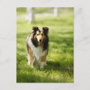 Cartão Postal Shetland Sheepdog correndo na relva
