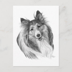 Cartão Postal Shetland Sheepdog Drawing by Glenda S. Harlan