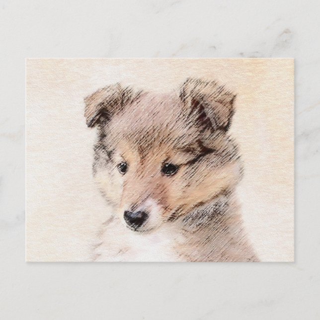 Cartão Postal Shetland Sheepdog Puppy Pintura Original (Frente)