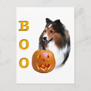 Cartão Postal Shetland Sheepdog (sable) Boo