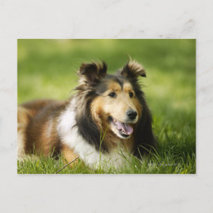 Cartão Postal Shetland Sheepdog sentado na relva