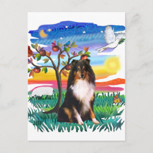 Cartão Postal Shetland Sheepdog (tri)