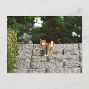 Cartão Postal Shiba 4 do Midget Japonês