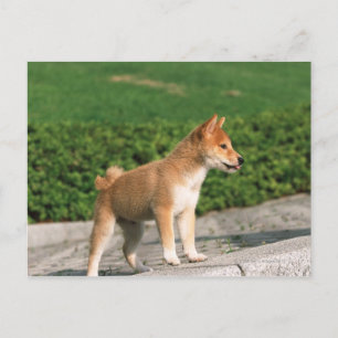 Cartão Postal Shiba Anão Japonês 2