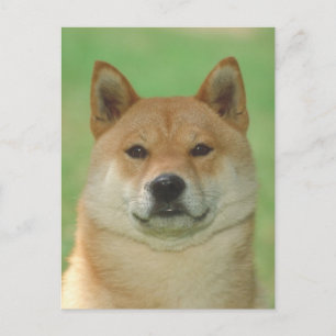 Cartão Postal Shiba Inu