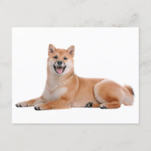 Cartão Postal Shiba Inu Cachorro Cachorro Cachorro Postado
