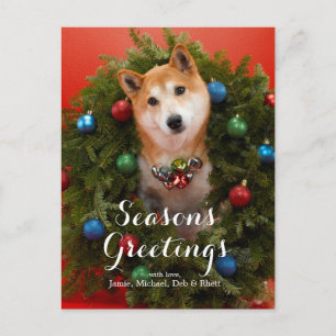 Cartão Postal Shiba Inu cão