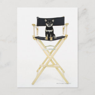 Cartão Postal Shiba Inu cão na cadeira do diretor