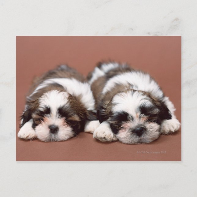 Cartão Postal Shih Tzu (Frente)