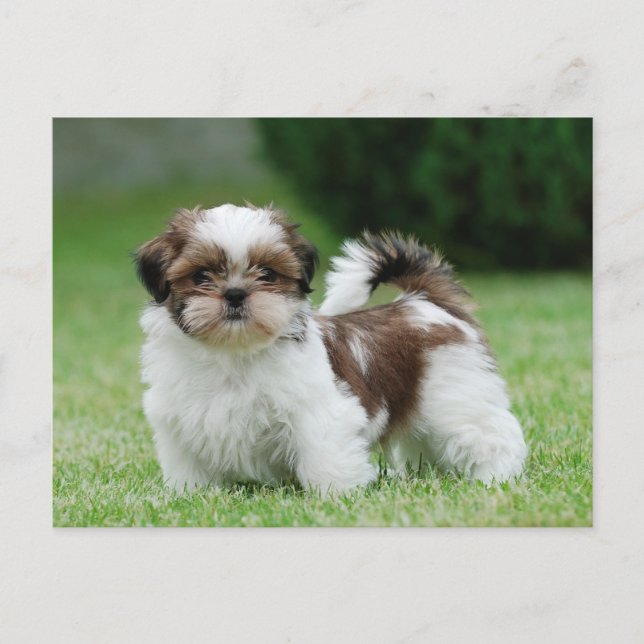 Cartão Postal Shih tzu (Frente)