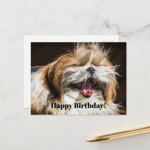 Cartão Postal Shih tzu bocejando rindo engraçado Aniversário fel