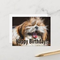 Shih tzu bocejando rindo engraçado Feliz aniversár