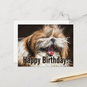 Cartão Postal Shih tzu bocejando rindo engraçado Feliz aniversár