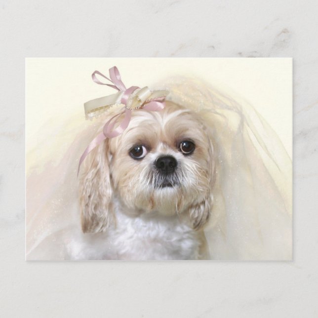 Cartão Postal Shih Tzu Bride (Frente)