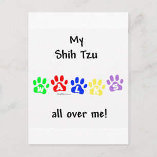 Cartão Postal Shih Tzu Caminha Por Você