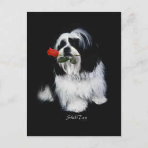 Cartão Postal Shih Tzu Com Rosa