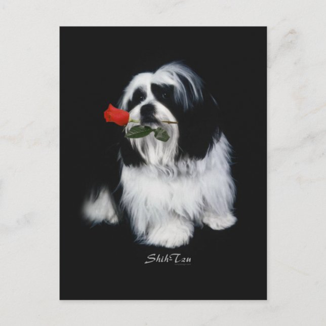 Cartão Postal Shih Tzu Com Rosa (Frente)