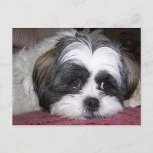 Cartão Postal Shih Tzu Dog