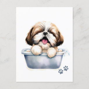 Cartão Postal Shih Tzu Dog