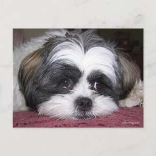 Cartão Postal Shih Tzu Dog