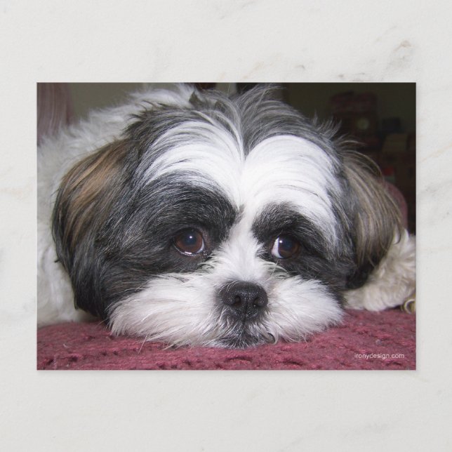 Cartão Postal Shih Tzu Dog (Frente)