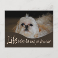 Shih Tzu Flat Iron Hair Humor Postcard