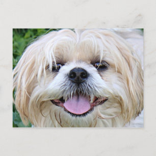 Cartão Postal Shih Tzu Happy Face!