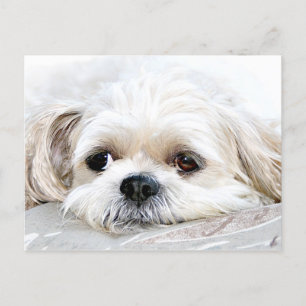 Cartão Postal Shih Tzu miss you postcard