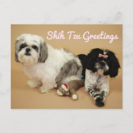 Cartão Postal Shih Tzu Saudações