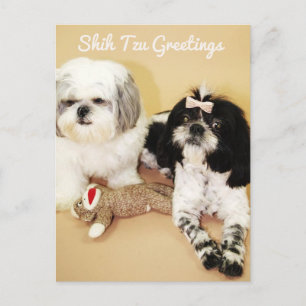 Cartão Postal Shih Tzu Saudações