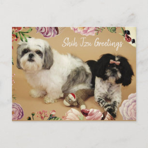 Cartão Postal Shih Tzu Saudações