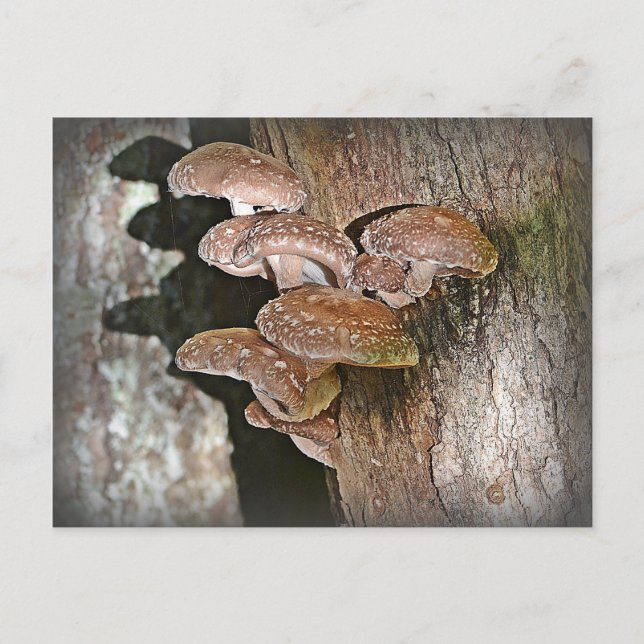 Cartão Postal Shiitake Mushroom (Frente)